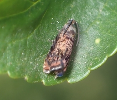 Grapholita prunivora