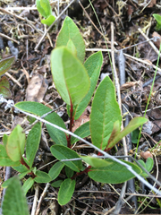 Salix hastata