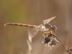 Onychogomphus costae