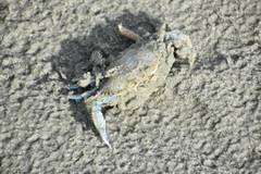 Callinectes similis