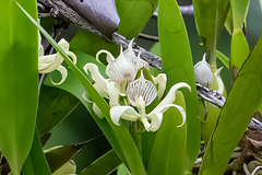 Prosthechea fragrans