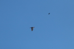 Patagioenas flavirostris