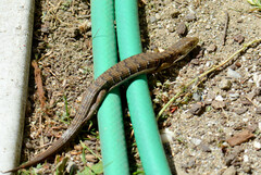 Elgaria multicarinata