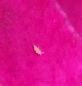 Insecta