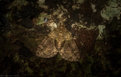 Polyclysta hypogrammata