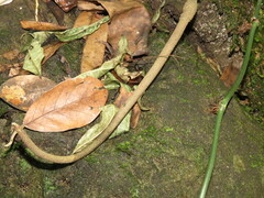 Anthurium crenatum