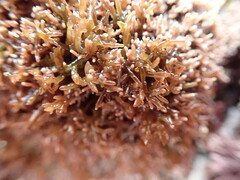 Lomentaria hakodatensis