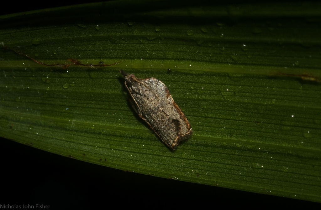 Capua gyrobathra