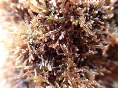 Lomentaria hakodatensis