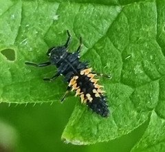 Harmonia axyridis
