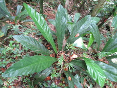 Anthurium crenatum