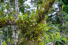 Prosthechea fragrans