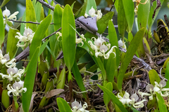 Prosthechea fragrans