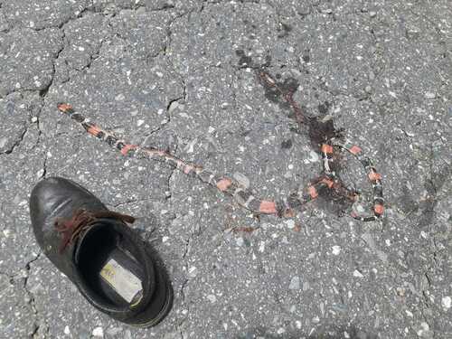 Trinidad Ribbon Coral Snake