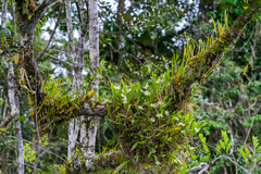 Prosthechea fragrans