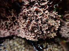 Corallina pinnatifolia