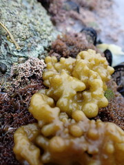 Colpomenia tuberculata