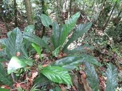 Anthurium crenatum
