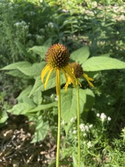 Echinacea paradoxa