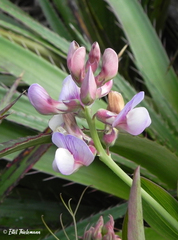 Lathyrus magellanicus
