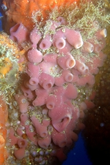 Haliclona mediterranea