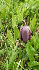 Fritillaria latifolia