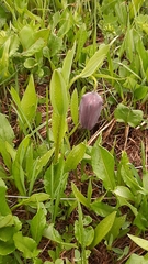 Fritillaria latifolia
