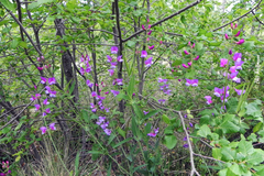 Lathyrus magellanicus