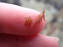 Lomentaria hakodatensis