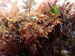 Lomentaria hakodatensis