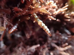 Gastroclonium parvum