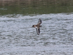 Charadrius vociferus