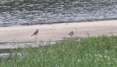 Charadrius vociferus