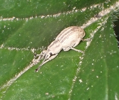 Aphrastus taeniatus