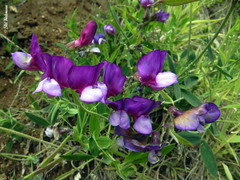 Lathyrus magellanicus