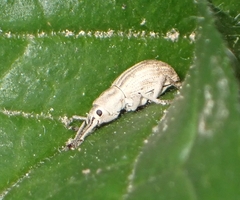 Aphrastus taeniatus
