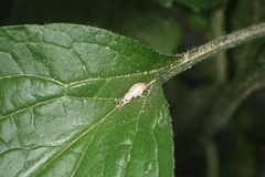 Aphrastus taeniatus