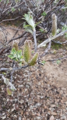 Salix alaxensis