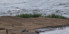 Charadrius vociferus