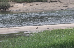 Charadrius vociferus