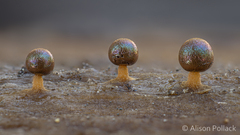 Prototrichia schroeteri