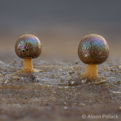 Prototrichia schroeteri