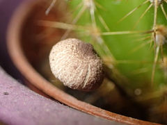 Leucocoprinus ianthinus