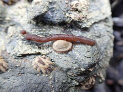 Nemalion elminthoides