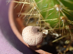 Leucocoprinus ianthinus