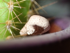 Leucocoprinus ianthinus