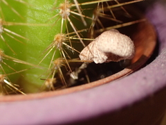 Leucocoprinus ianthinus
