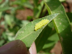 Aporia crataegi