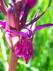 Dactylorhiza lapponica