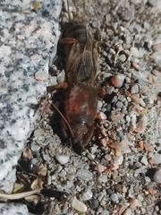 Gryllotalpa gryllotalpa